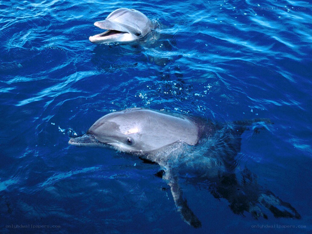 Dolphins swimming in blue ocean