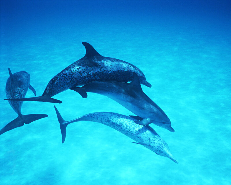 Dolphins swimming in blue water