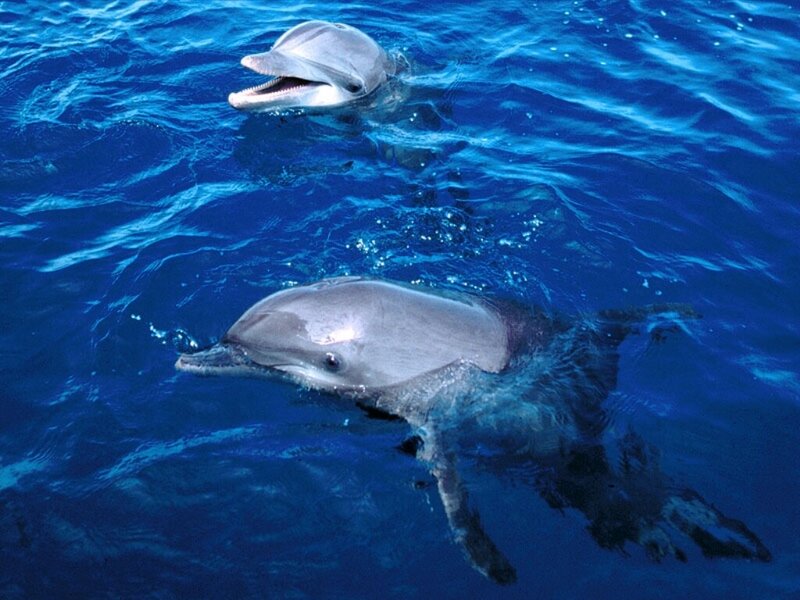 Dolphins swimming in blue water