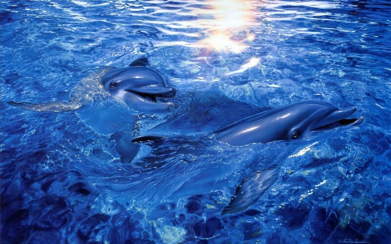 Dolphins swimming in blue water