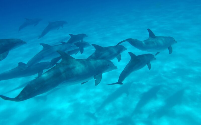 dolphins swimming in blue water
