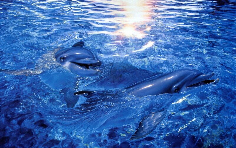 Dolphins swimming in blue water