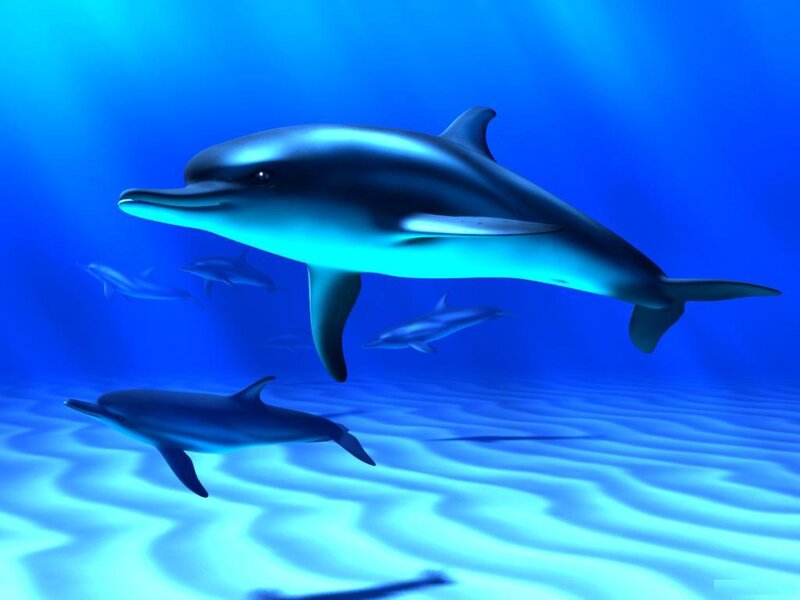 dolphins swimming in blue water