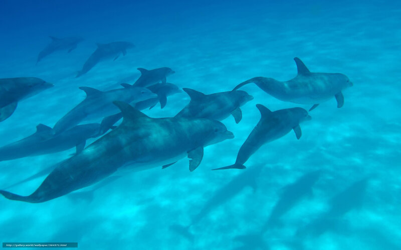 Dolphins swimming in clear blue water