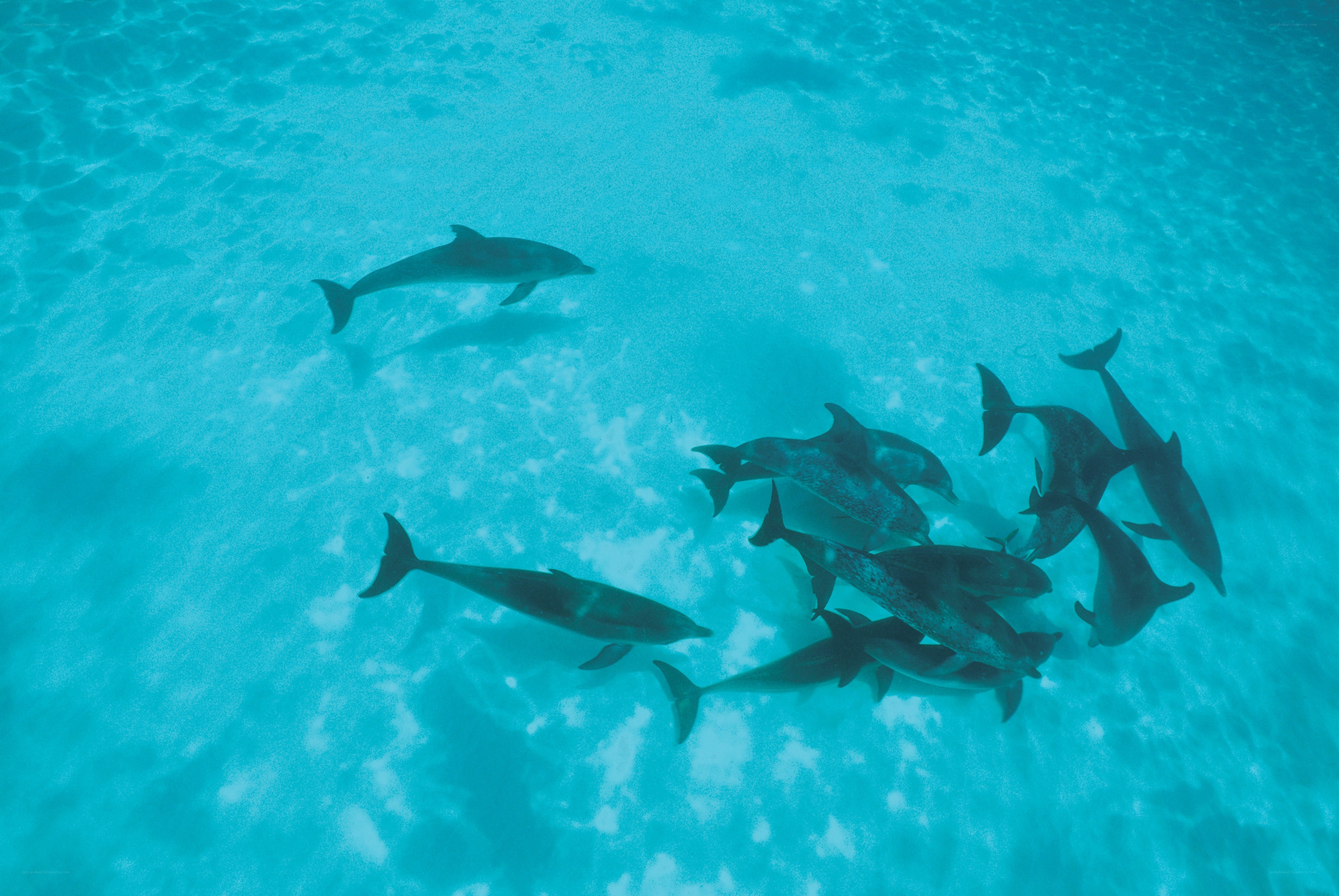 Dolphins swimming in clear water