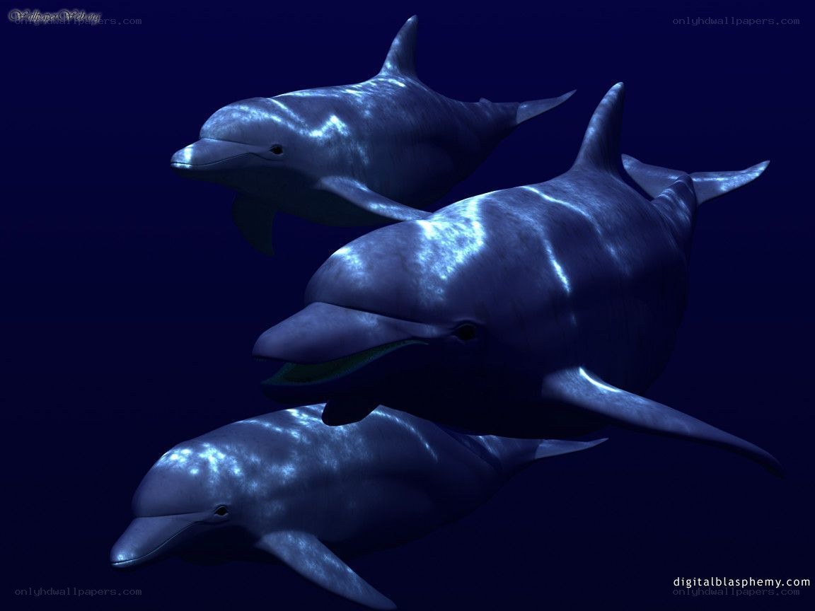 Dolphins swimming in deep blue