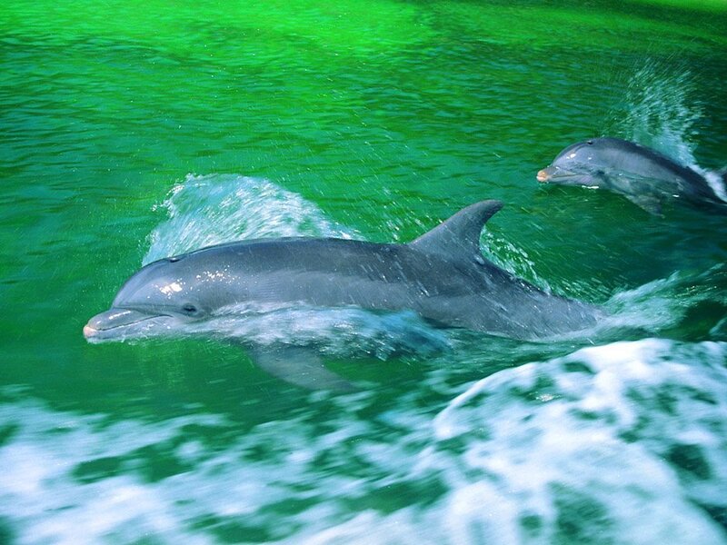 Dolphins swimming in green water