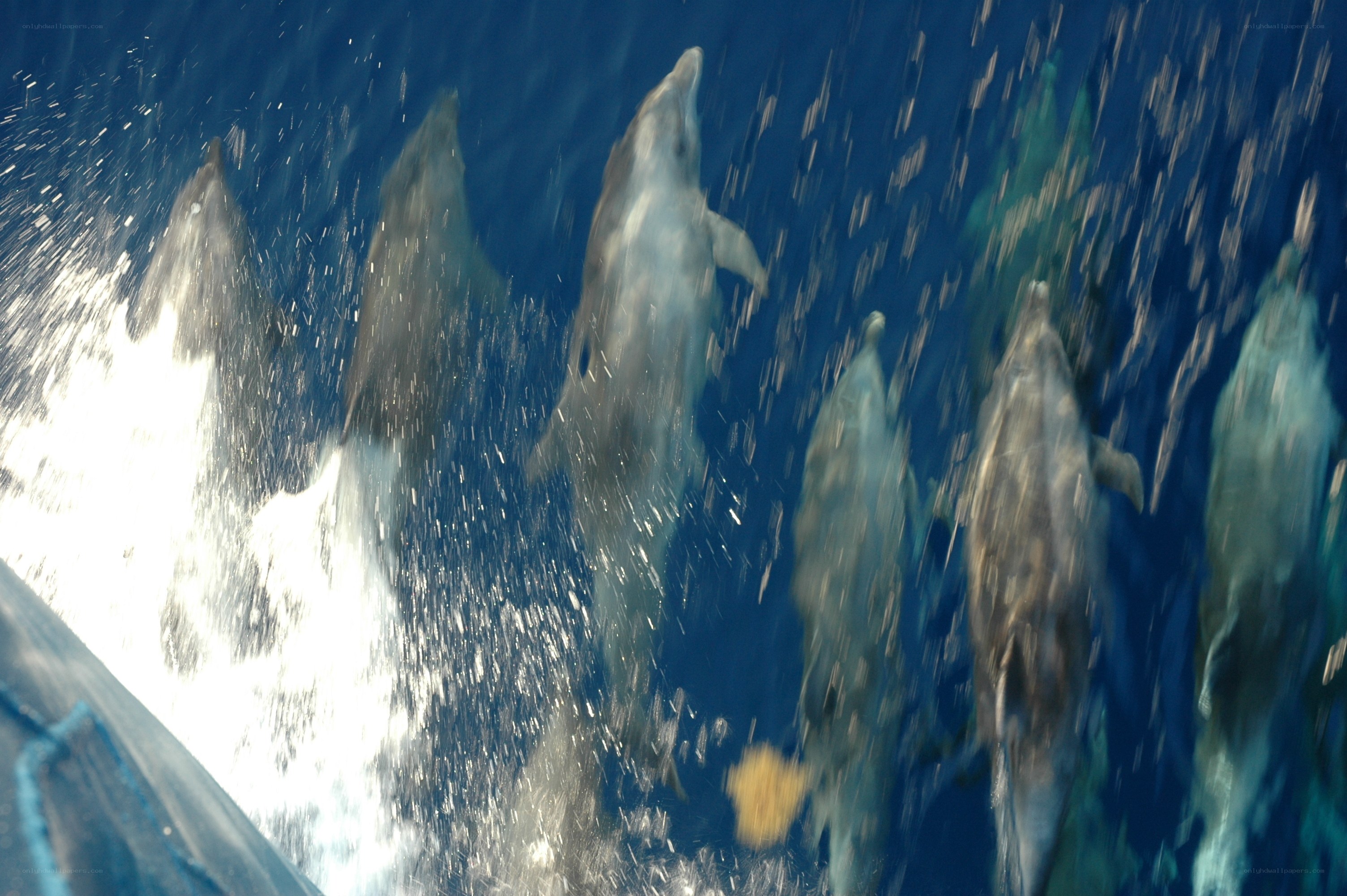 dolphins swimming in ocean
