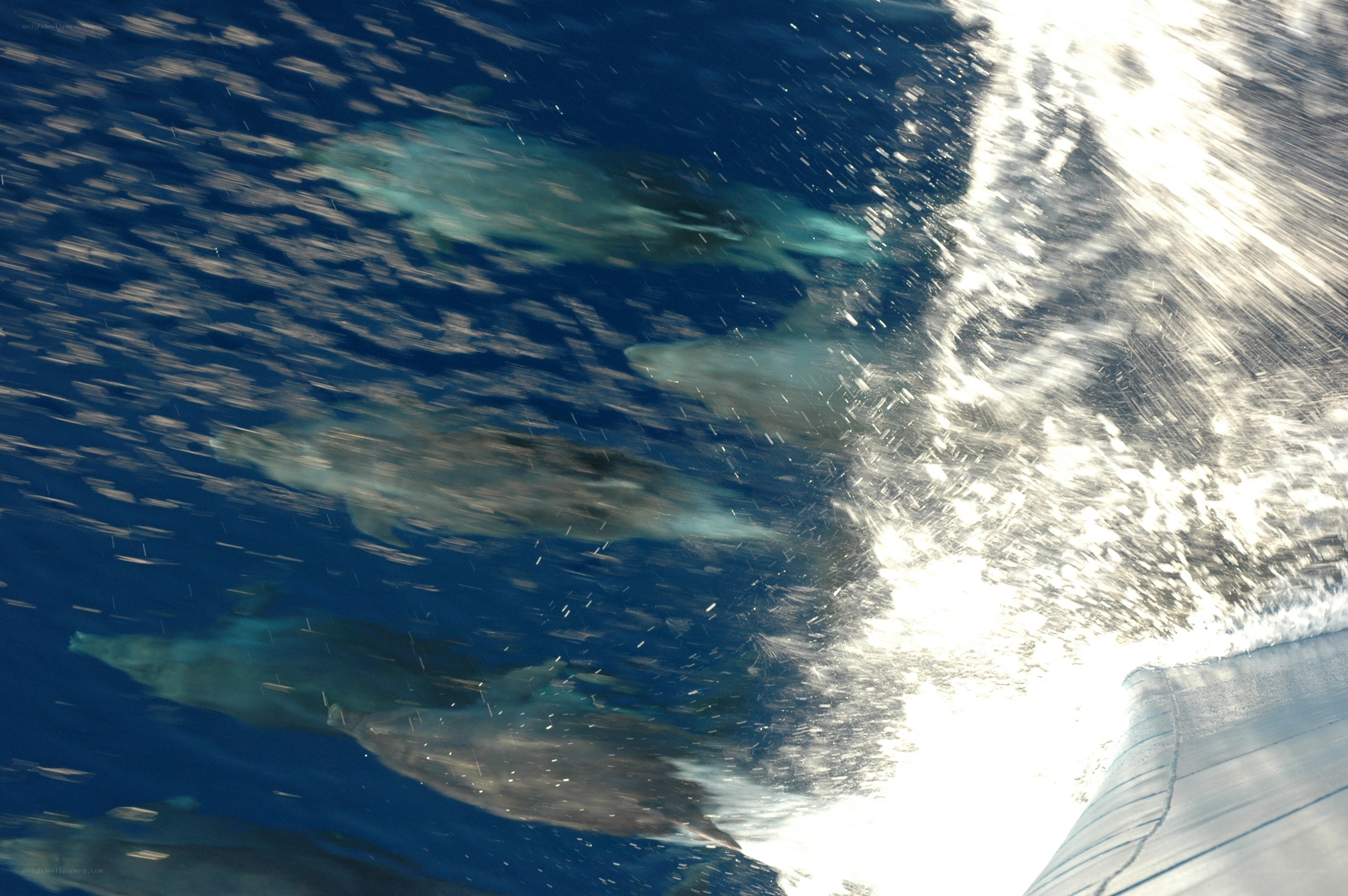 Dolphins swimming in ocean