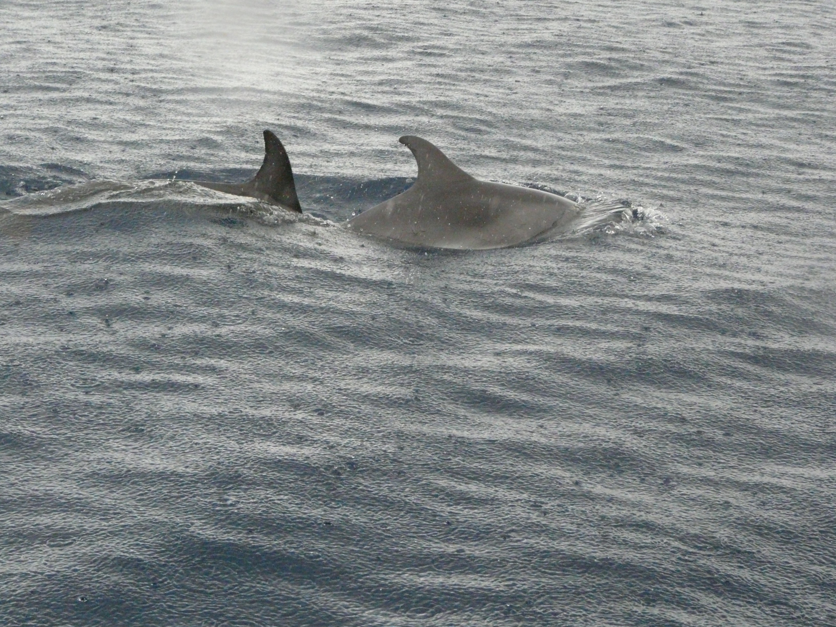 Dolphins swimming in ocean