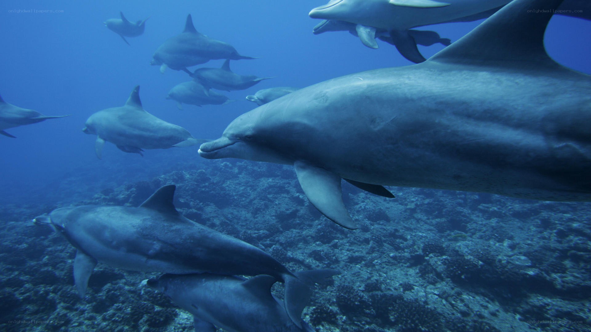 Dolphins swimming in ocean