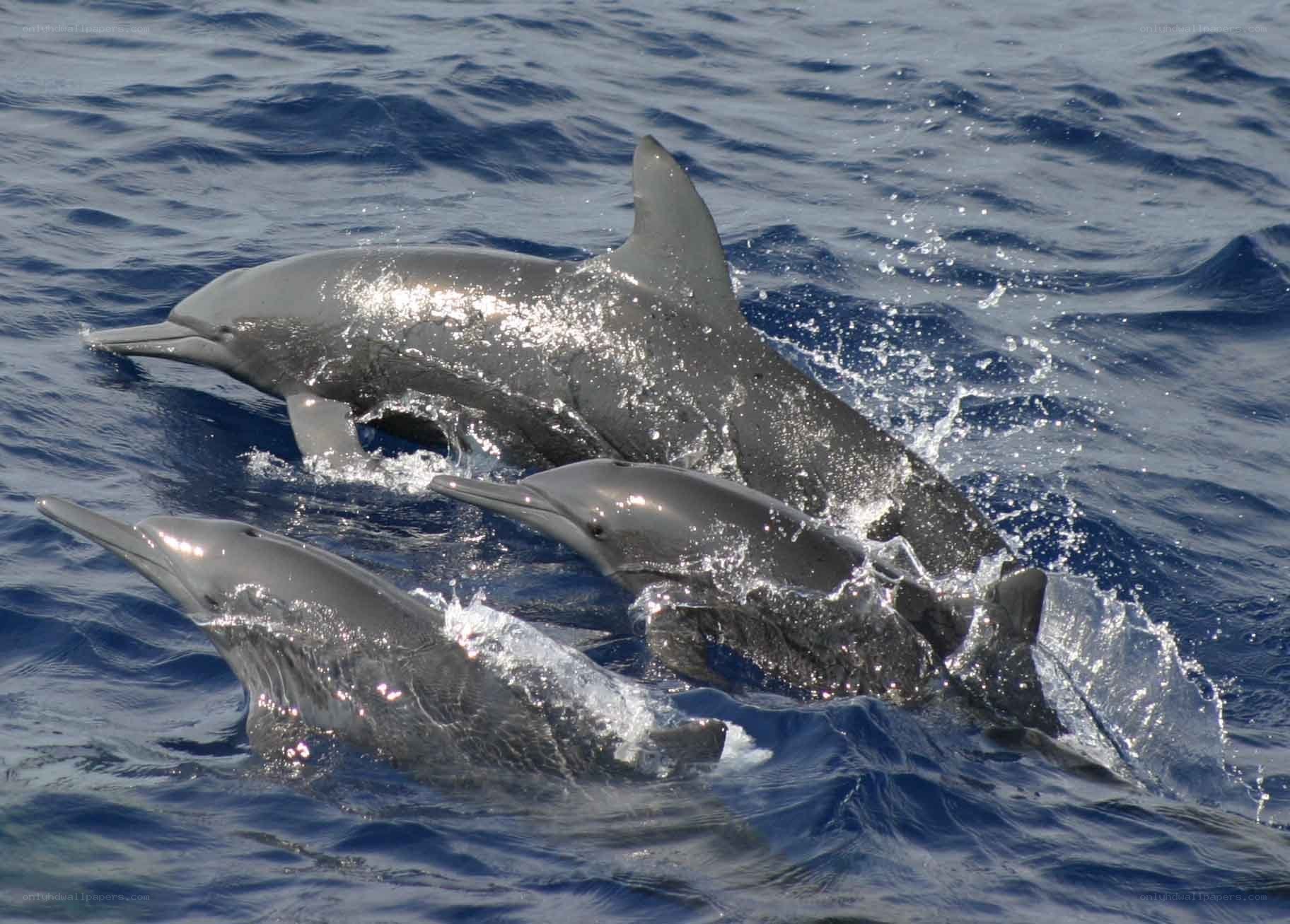 Dolphins swimming in ocean