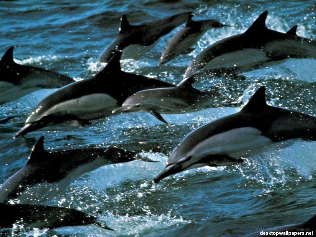 dolphins swimming in ocean