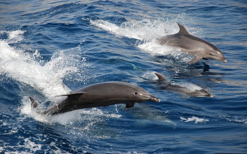 Dolphins Swimming in Ocean — Blue, Active, Afternoon, Photograph
