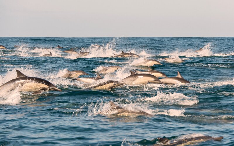 Dolphins Swimming in Ocean — Blue, Active, Afternoon
