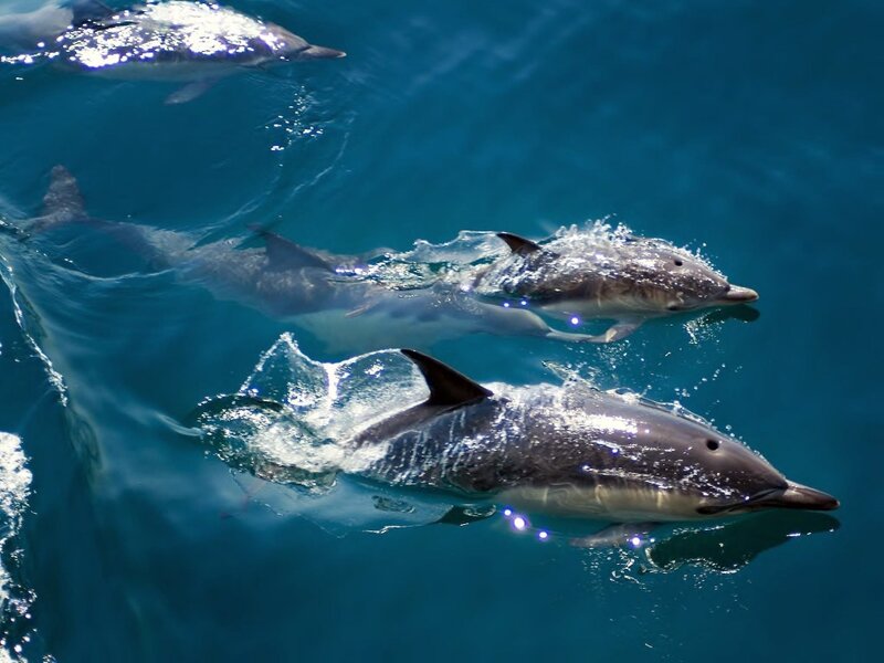 Dolphins Swimming in Ocean — Blue, Active