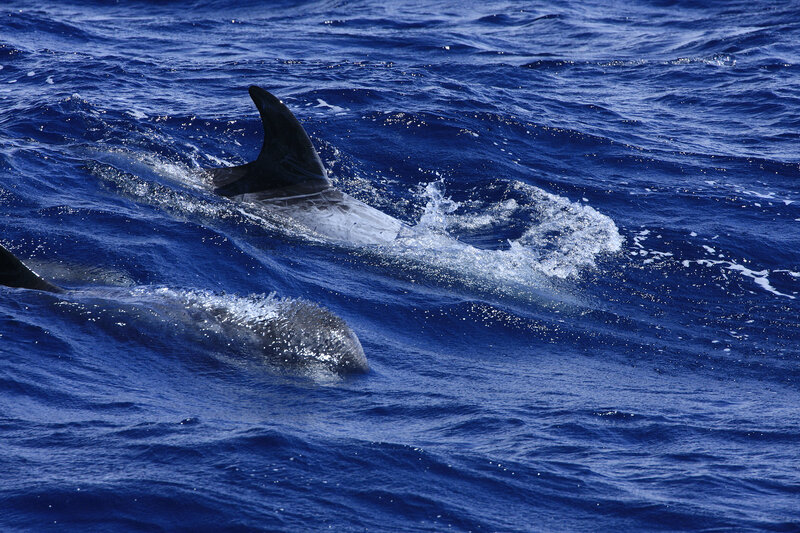Dolphins Swimming in Ocean — Blue, Dynamic, Afternoon
