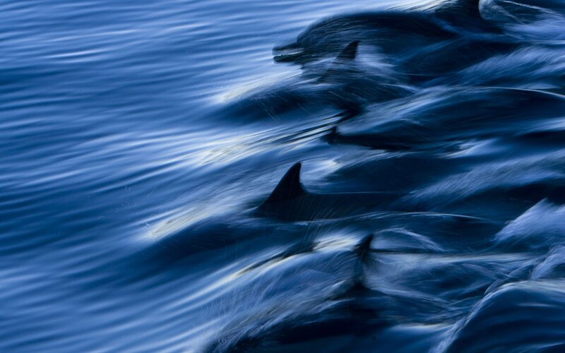 Dolphins Swimming in Ocean — Blue, Dynamic