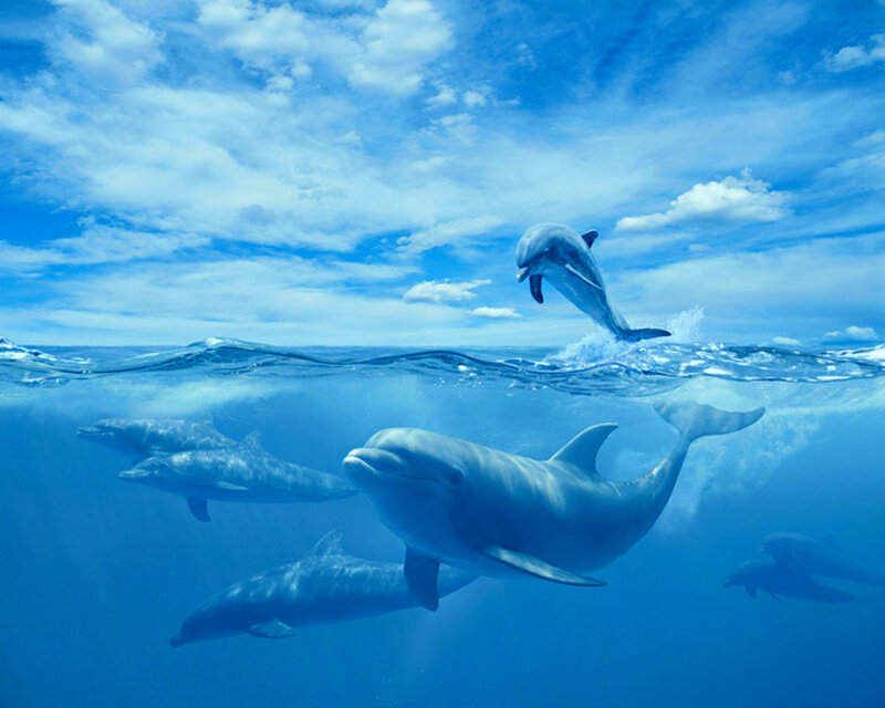 Dolphins Swimming in Ocean — Blue, Serene, Afternoon, Photograph