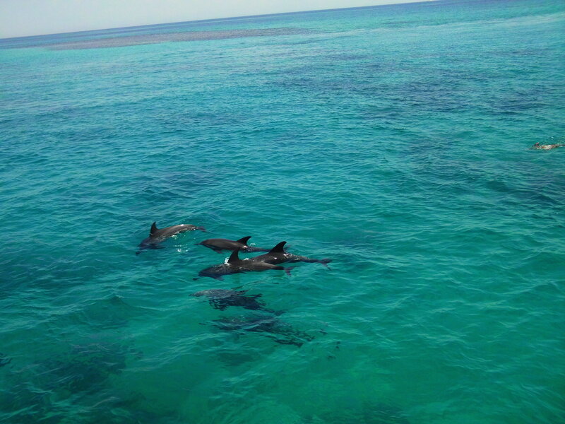 Dolphins Swimming in Ocean — Blue, Serene, Afternoon