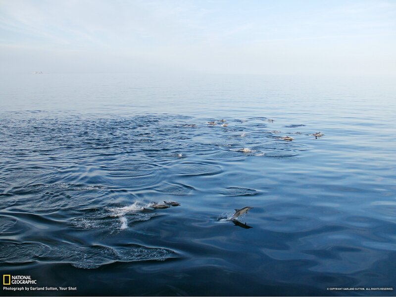 Dolphins Swimming in Ocean — Blue, Serene, Morning