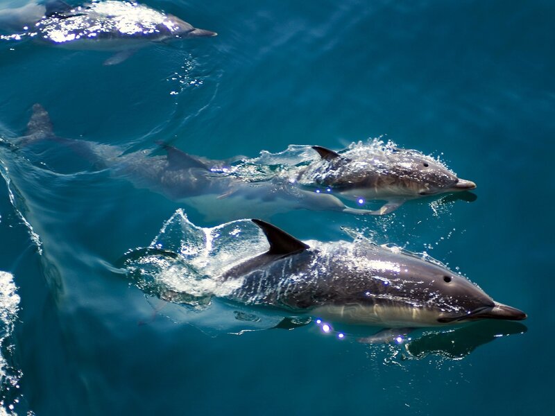 Dolphins Swimming in Ocean — Blue