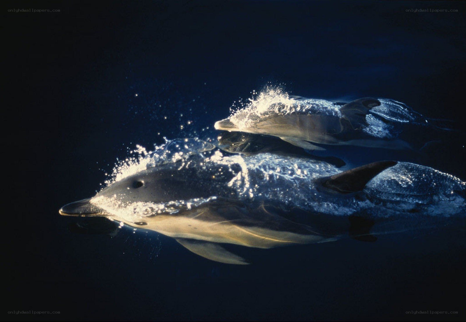 Dolphins swimming in ocean