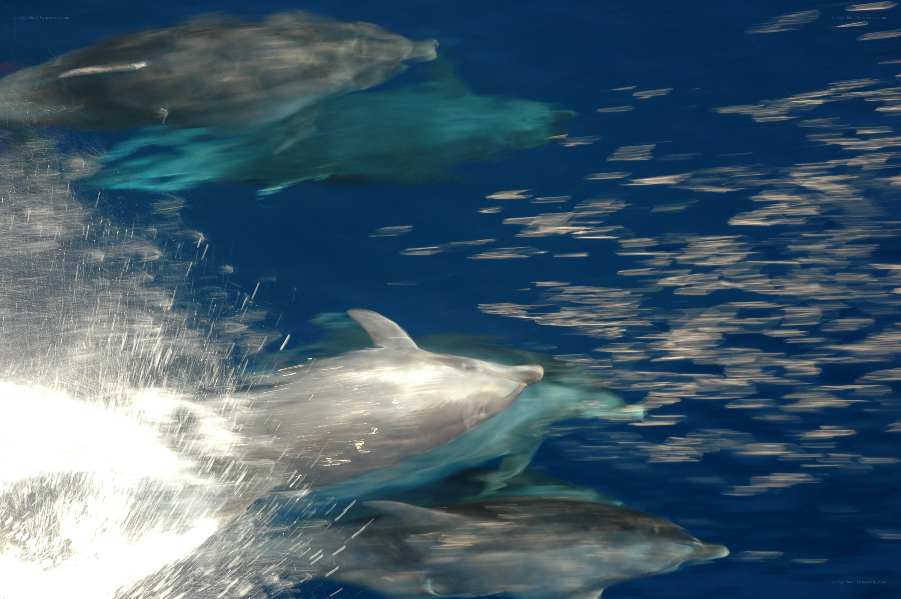 Dolphins swimming in the ocean