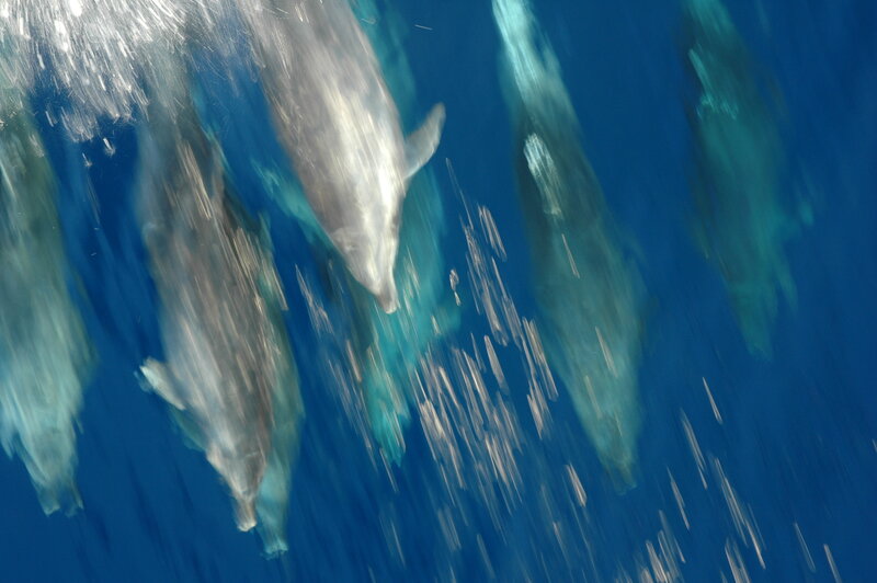 Dolphins swimming in the ocean