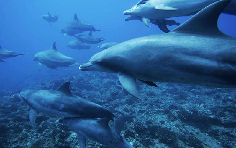 Dolphins swimming in the ocean