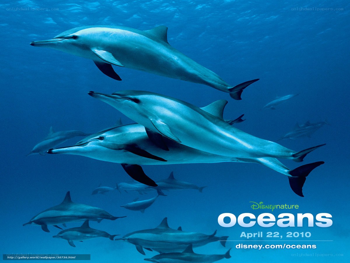 Dolphins swimming in the ocean