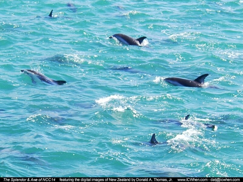 Dolphins swimming in turquoise water