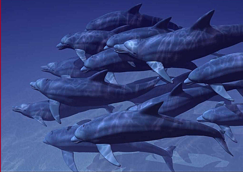 Dolphins Swimming in Water — Blue