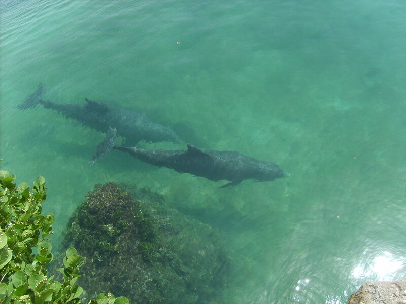 Dolphins Swimming in Water — Green