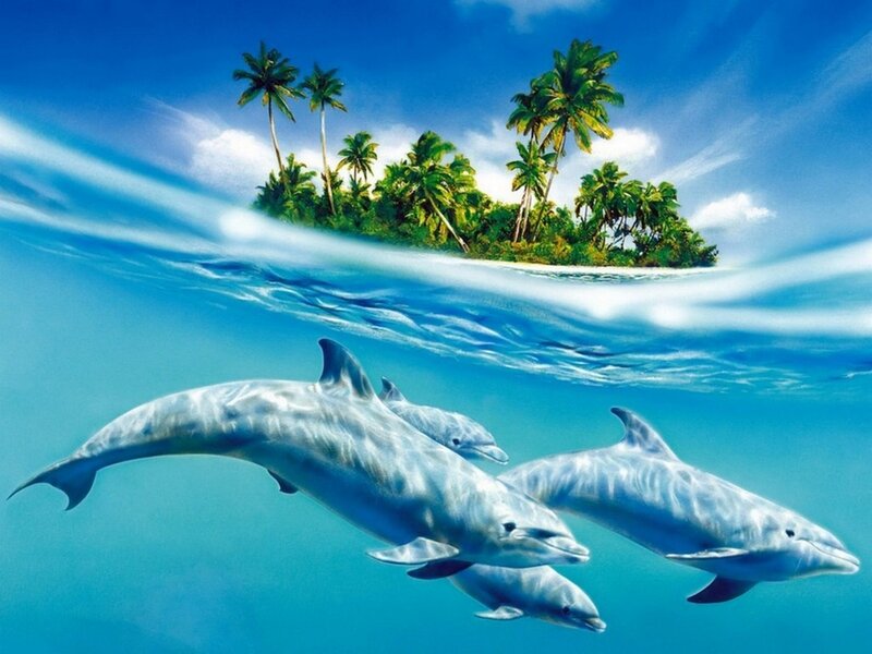 Dolphins Swimming Near Island — Blue, Serene