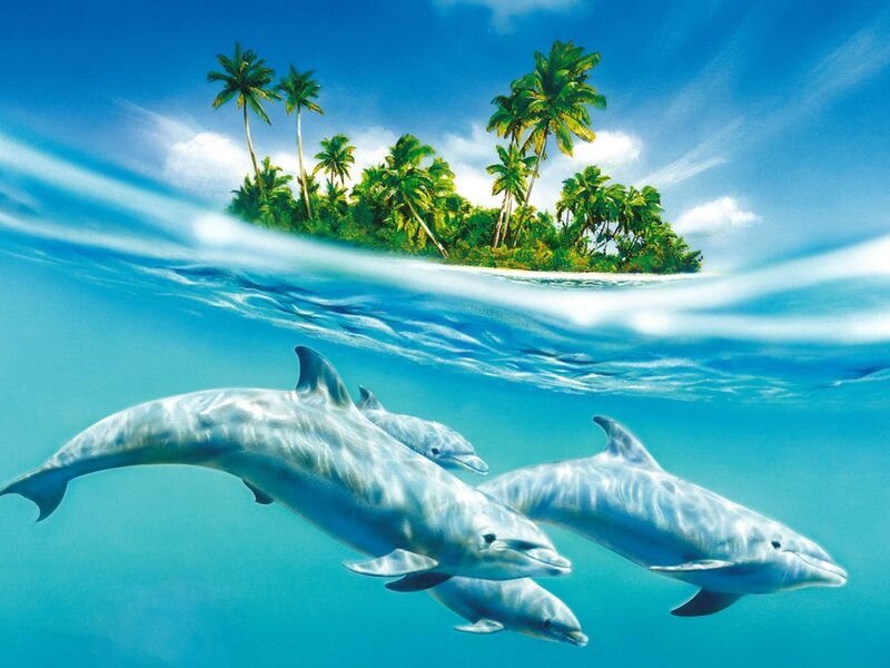 Dolphins Swimming Near Island — Blue