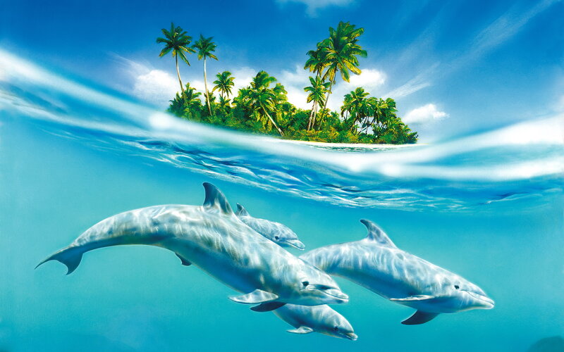 Dolphins Swimming Near Island