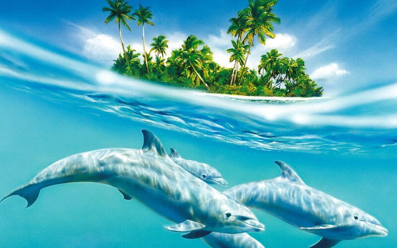 Dolphins swimming near tropical island