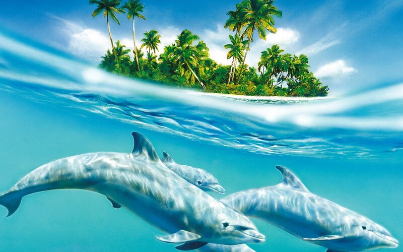 Dolphins swimming near tropical island