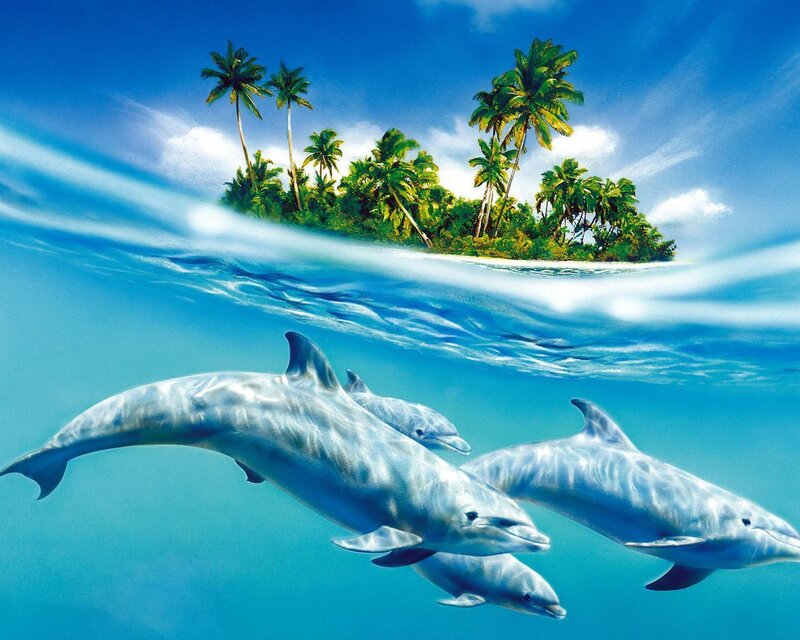 Dolphins swimming near tropical island