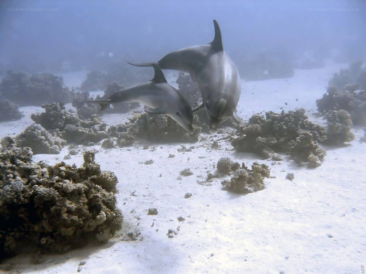 Dolphins swimming over coral reef