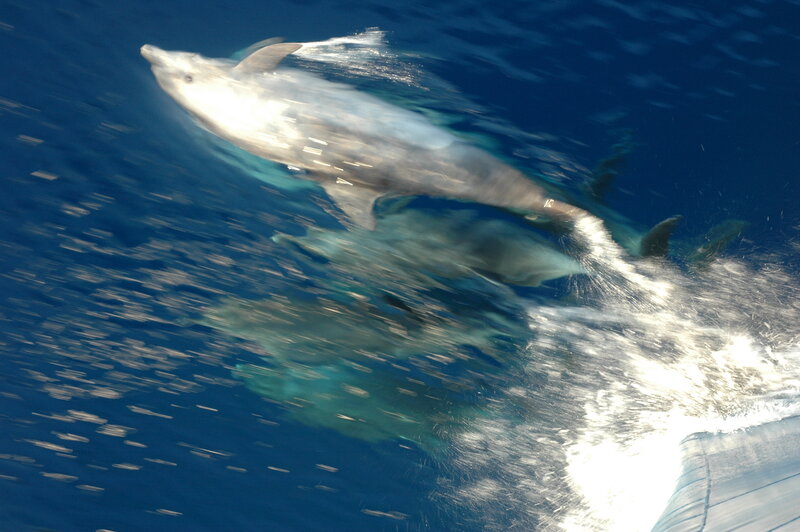 Dolphins Swimming