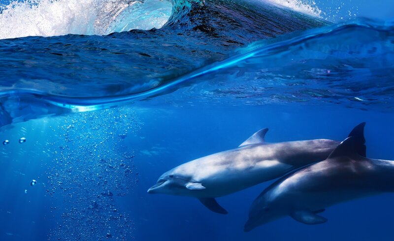 Dolphins swimming under wave