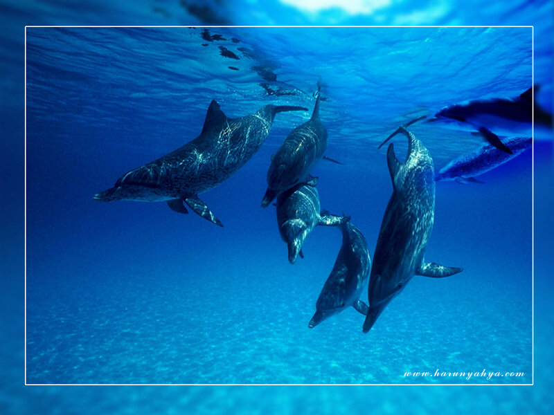 Dolphins swimming underwater