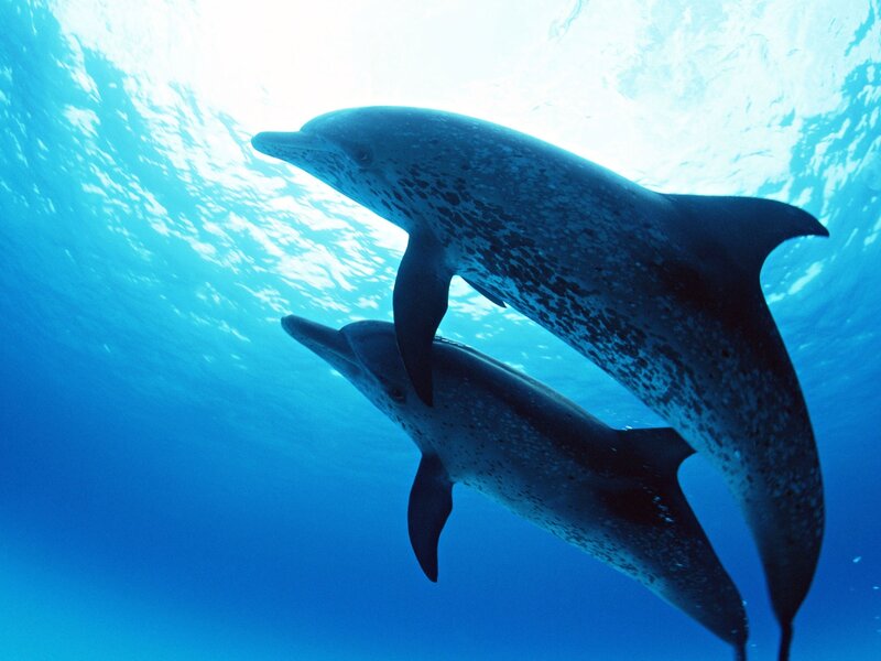 Dolphins swimming underwater