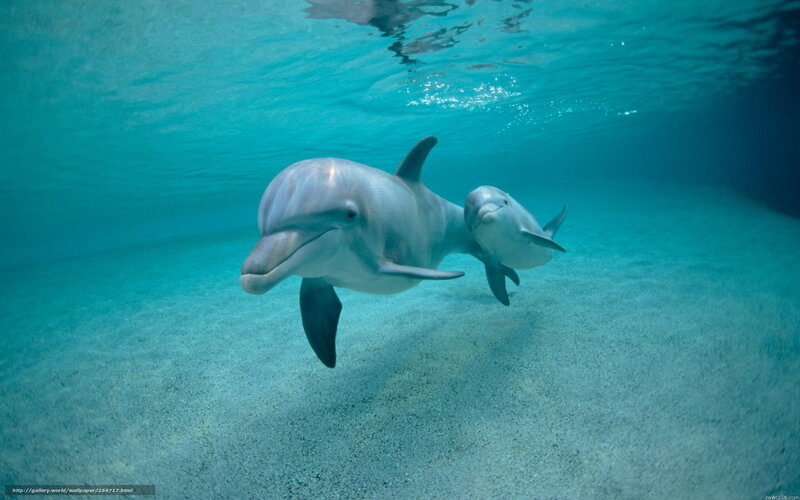 Dolphins swimming underwater