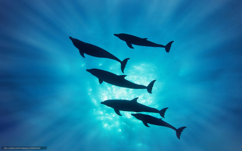dolphins swimming underwater