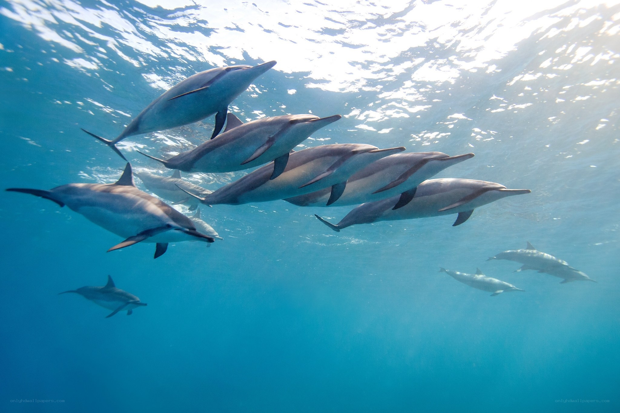 Dolphins swimming underwater