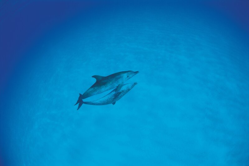 Dolphins swimming underwater