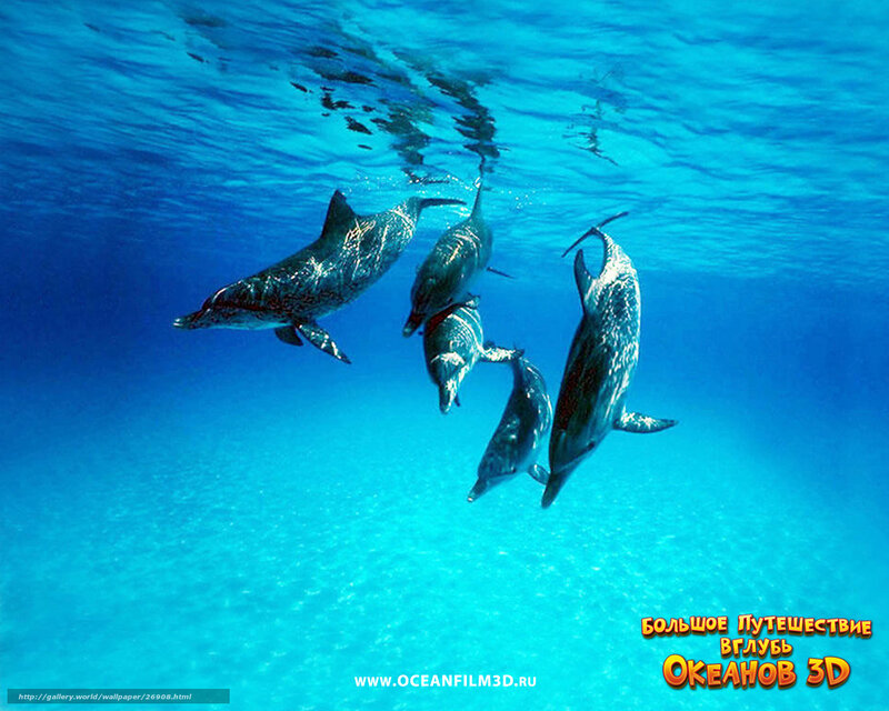 Dolphins swimming underwater
